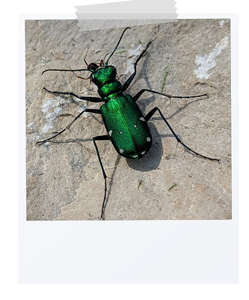 picture of a six spotted tiger beetle